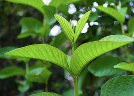 பல நோய்களிலிருந்து பாதுகாக்கும் கொய்யா இலை!