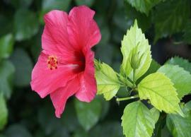 செம்பருத்தி பூ இதழ்கள் தரும் மருத்துவ நன்மைகள்!