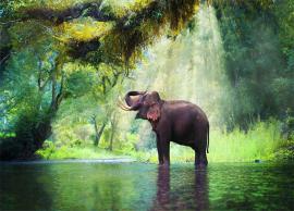 இயற்கை எழிலுக்கு பிரசித்தி பெற்று கபினி பிரதேசம்!!