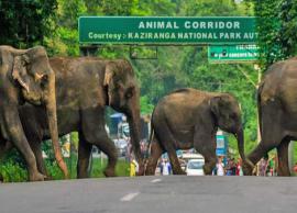 காசிரங்கா தேசிய பூங்காவின் அழகு