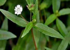 மருத்துவ குணம் கொண்ட கரிசலாங்கண்ணி பற்றி தெரிந்து கொள்வோம் வாங்க!
