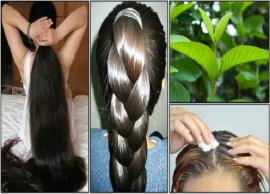 காடு போல கருக்கருன்னு முடி வளர 1 கைப்பிடி இந்த இலை இருந்தாலே போதும்