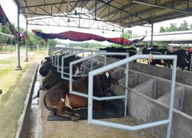 இங்கிலாந்தில் நதிகளை மாசுப்படுத்திய கால்நடை பண்ணைகள் மீது வழக்கு