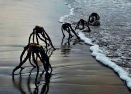 அட அது காய்ந்து போன கற்றாழைச் செடிங்கப்பா... ஏலியன்ஸ் இல்ல