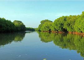 பிச்சாவரத்தில் மழை காரணமாக சுற்றுலா பயணிகள் வராததால், படகு ஓட்டுனர்கள் ஏமாற்றம்