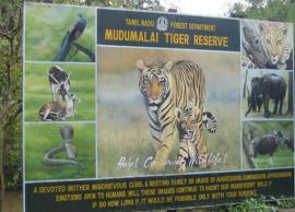 முதுமலை புலிகள் காப்பகத்தில் வனவிலங்குகள் கணக்கெடுப்பு பணி துவங்கியது!