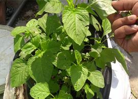 உடல் வளர்ச்சிக்கு உதவும் அனைத்து வகை சத்துக்கள் நிறைந்த சிறுகீரை!