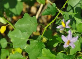 மூளை செல்களை வலிமையாக்கும் தூதுவளை!