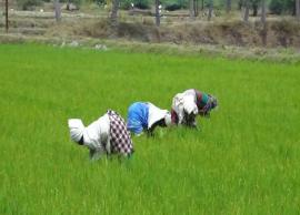 குறுவை பயிர்களில் களை எடுப்பு பணிகளில் விவசாயிகள் தீவிரம்