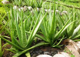 கற்றாழையால் நம் உடலுக்கு பல ஆரோக்கிய நன்மைகள்