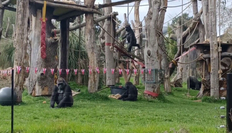 மன்னர் சார்லஸின் முடிசூட்டு விழாவை ஒட்டி உயிரியல் பூங்காக்கள் அலங்கரிப்பு