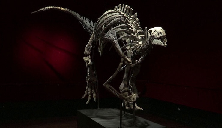 dinosaur,skeleton,auction,paris,herbivore ,டைனோசர், எலும்புக்கூடு, ஏலம், பாரீஸ், தாவர உண்ணி