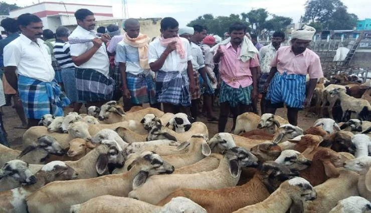 goats sale,weeding,trading,madurai,ramzan ,ஆடுகள் விற்பனை, களைகட்டியது, வியாபாரம், மதுரை, ரம்ஜான்