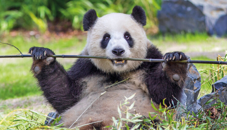panda bear,birthday,visitors,meadow,sack ,பாண்டா கரடி, பிறந்த நாள், பார்வையாளர்கள், புல்வெளி, சாக்குப்பை