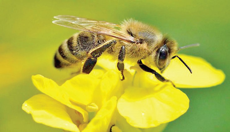 ontario,province,chief duckboard,bee,entered,affected ,ஒன்ராறியோ, மாகாணம், முதல்வர் டக்போர்டு, தேனீ, நுழைந்தது, பாதிப்பு