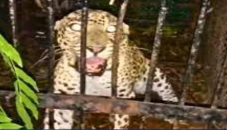6th leopard,forest zoo,tirupati footpath , உயிரியல் பூங்கா, 6வது சிறுத்தை, திருப்பதி நடைபாதை