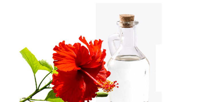 hibiscus,oil,nutritive,gray free,rhizomes ,செம்பருத்தி, எண்ணெய், ஊட்டச்சத்து,  நரையில்லாமல், வேர்க்கால்கள்