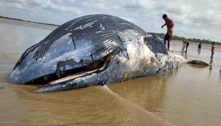 whale,shore excluded,died,cause,forest department ,திமிங்கலம், கரை ஒதுங்கியது, இறந்தது, காரணம், வனத்துறை