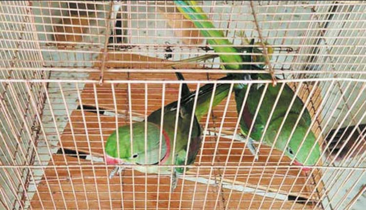confiscation of parrots,handover at the childrens park,robot shankar house, ,கிளிகள் பறிமுதல், சிறுவர் பூங்கா, ஒப்படைப்பு, ரோபோ சங்கர் இல்லம்