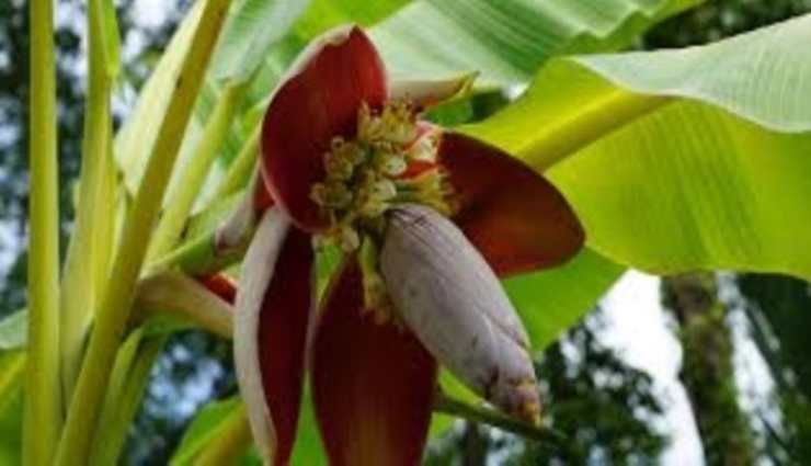 banana kuruthu,banana flower,one foot long,pudukottai ,வாழை குருத்து, வாழைப்பூ, ஒரு அடி நீளம், புதுக்கோட்டை