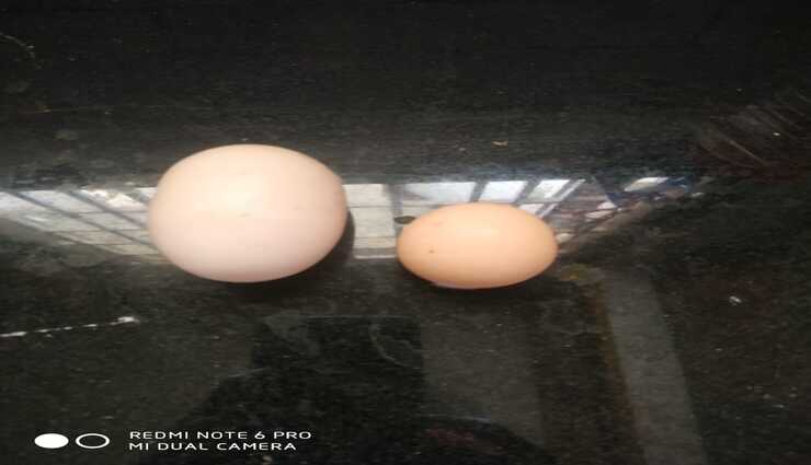 கோவையில் 8 இன்ச் நீளமுள்ள அதிசய கோழி முட்டை