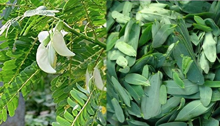 உடலுக்கு ஆரோக்கியத்தை அளிக்கும் அகத்தி கீரையில் உள்ள மருத்துவ குணம்