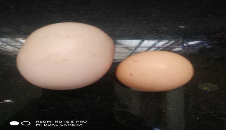 egg,guinness world record,effort,big size ,முட்டை, கின்னஸ் சாதனை, முயற்சி, பெரியஅளவு