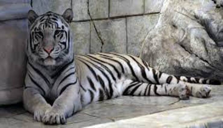 tigress,cubs,incubator,attractive,rare species ,தாய்புலி, குட்டிகள், இன்குபேட்டரி, கவர்கிறது, அரிய வகை