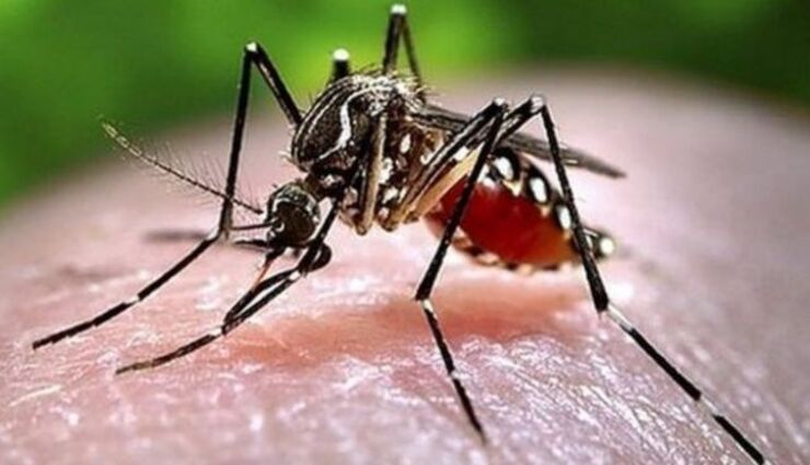 dengue fever,people of the world,india,medicine,ready ,டெங்கு காய்ச்சல், உலக மக்கள், இந்தியா, மருந்து, தயார்