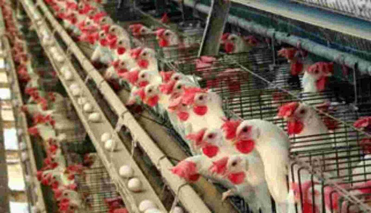 poultry farmers,eggs ,கோழிப்பண்ணையாளர்கள்,முட்டை 