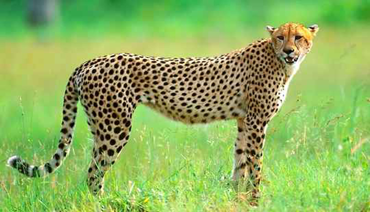 leopard,9 sheep killed,family head,jaffna ,சிறுத்தை, 9 ஆடுகள் பலி, குடும்பத்தலைவர், யாழ்ப்பாணம்