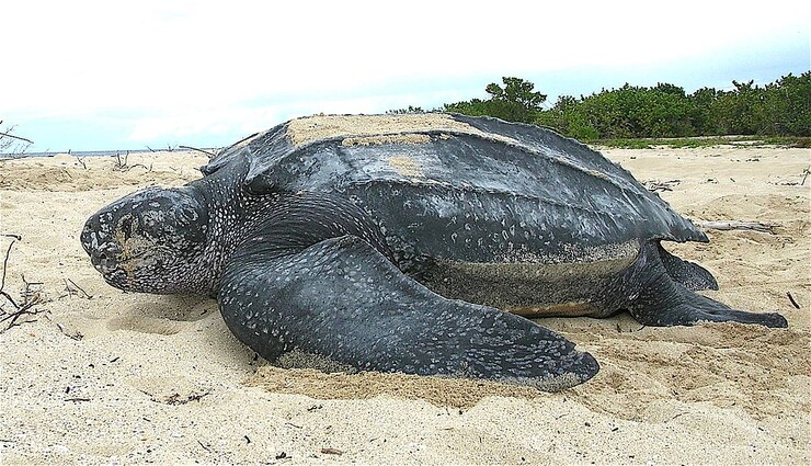 giant turtle,extinct,washed ashore,sri lanka,eggs ,மிகப்பெரிய ஆமை, அழிவு, கரை ஒதுங்கியது, இலங்கை, முட்டை