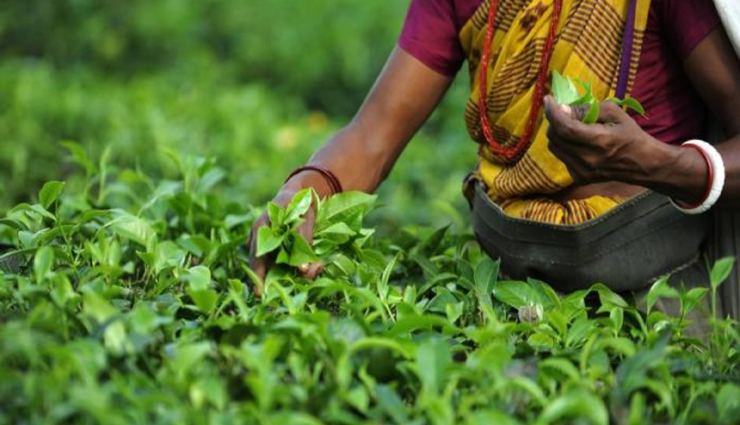 green tea,farmers,happiness,good price,fixing ,பசுந்தேயிலை, விவசாயிகள், மகிழ்ச்சி, நல்ல விலை, நிர்ணயம்