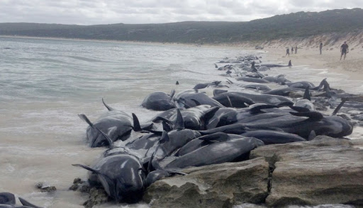 pilot whales,dead,stranded in australia,stranded ,பைலட் திமிங்கலங்கள், இறந்து, ஆஸ்திரேலியா, கரை ஒதுங்கின