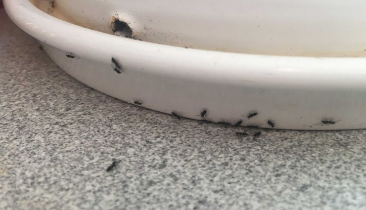 ants in house,tips to drive ants out of house,household tips,natural remedies to get rid of ants ,வீட்டில் எறும்புகள், எறும்புகளை வீட்டை விட்டு வெளியேற்றுவதற்கான உதவிக்குறிப்புகள், வீட்டு உதவிக்குறிப்புகள், எறும்புகளிலிருந்து விடுபட இயற்கை வைத்தியம், வீட்டு குறிப்புகள், எறும்புகளை வீட்டை விட்டு வெளியேற்றுவது எப்படி
