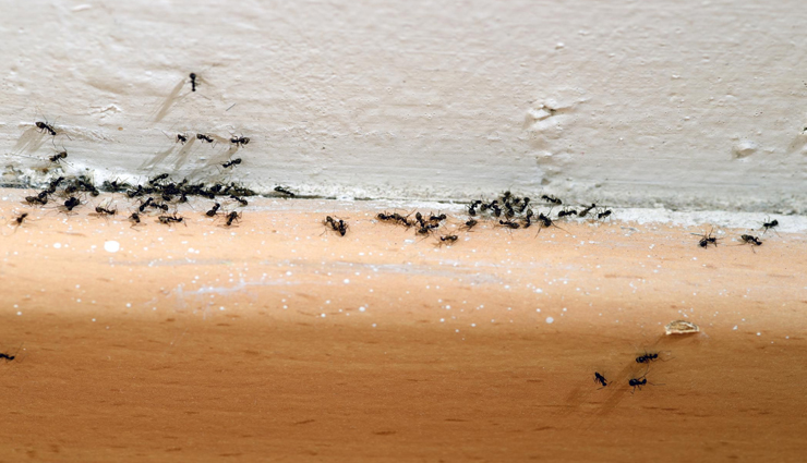 ants in house,tips to drive ants out of house,household tips,natural remedies to get rid of ants ,வீட்டில் எறும்புகள், எறும்புகளை வீட்டை விட்டு வெளியேற்றுவதற்கான உதவிக்குறிப்புகள், வீட்டு உதவிக்குறிப்புகள், எறும்புகளிலிருந்து விடுபட இயற்கை வைத்தியம், வீட்டு குறிப்புகள், எறும்புகளை வீட்டை விட்டு வெளியேற்றுவது எப்படி
