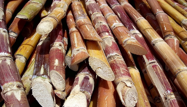 sugarcane,immunity,strength,health,skin ,கரும்பு, நோய் எதிர்ப்பு, வலு, ஆரோக்கியம், சருமம்