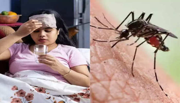 dengue,patients,colombo,puttalam,affected ,டெங்கு, நோயாளர்கள், கொழும்பு, புத்தளம், பாதிப்பு