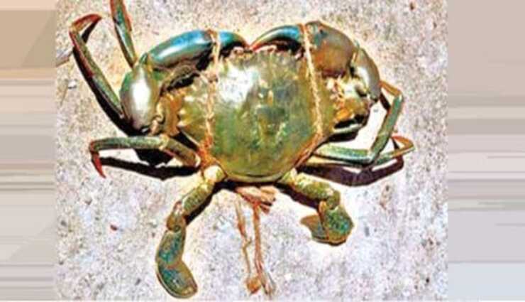 stone crab,kodiakkarai,fishermen,sea area,crab fry ,கல் நண்டு, கோடியக்கரை, மீனவர்கள், கடல் பகுதி, நண்டு பொரிப்பகம்