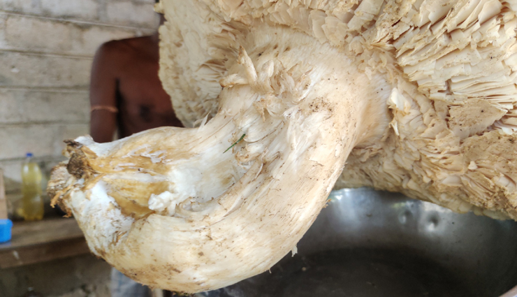 large rain mushroom,sign,3.5 kg weight,vision ,பெரிய மழை காளான், அடையாளம், 3.5 கிலோ எடை, பார்வை