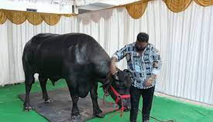 35 crores,buffalo,price,sadar festival,hyderabad,special attention ,35 கோடி ரூபாய், எருமை, விலை, சதர் விழா, ஹைதராபாத், சிறப்பு கவனம்