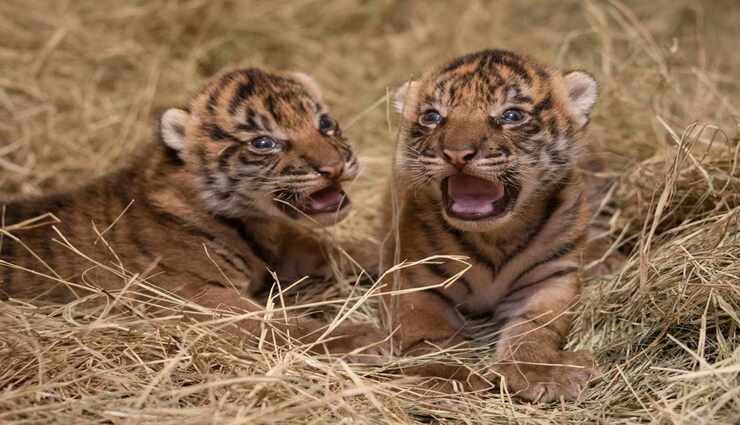 london zoo,sumatran tiger cubs,mother tiger,fun ,லண்டன், உயிரியல் பூங்கா, சுமத்ரா புலிக்குட்டிகள், தாய்புலி, பொழுது