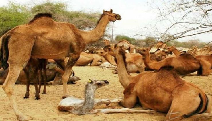 camels,northern kenya,authorities,casualties ,ஒட்டகங்கள், வடக்கு கென்யா, அதிகாரிகள், உயிரிழப்பு
