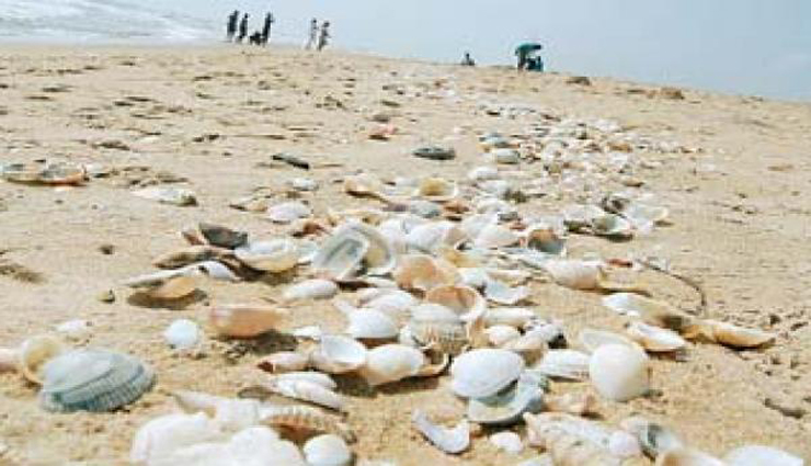 clams,shoreline,fishermen,people ,மட்டிகள், கரை ஒதுங்கியுள்ளன, மீனவர்கள், மக்கள்