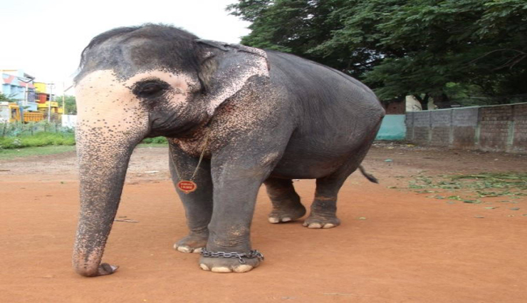 breeding elephant,caregiver,kerala,owners ,வளர்ப்பு யானை, பராமரிப்பு, கேரளா, உரிமையாளர்கள்