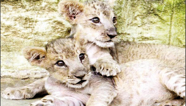 lion cub,body,gujarat,forest department,investigation ,சிங்கக்குட்டி, உடல், குஜராத், வனத்துறை, விசாரணை