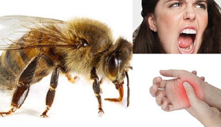 bee,sting,first aid,itching,pain,reduce,honey ,தேனீ, கொட்டுதல், முதலுதவி, அரிப்பு, வலி, குறைக்கும், தேன்