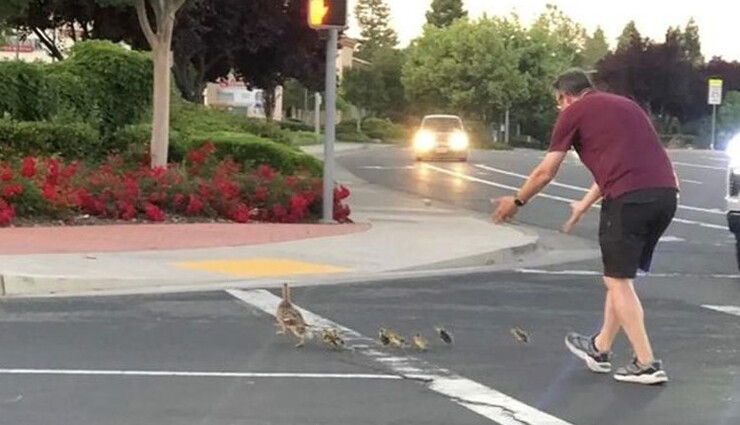 வாத்துக்களுக்கு உதவியவர் கார் மோதி சம்பவ இடத்திலேயே பலி