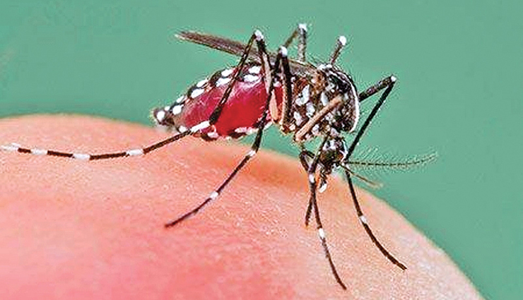 dengue,climate,rain,action,precautions ,டெங்கு, காலநிலை, மழை, நடவடிக்கை, முன்னெச்சரிக்கை