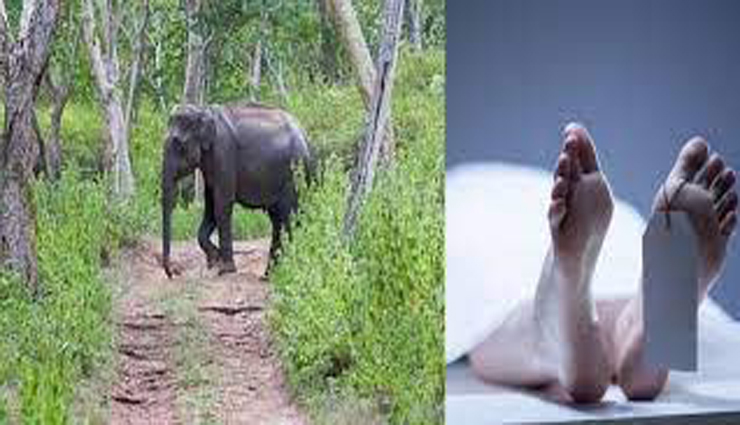 elephant attacked,interrogated,hospitalized,one killed ,யானை தாக்கியது, விசாரணை, வைத்தியசாலை, ஒருவர் பலி